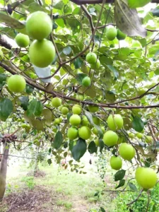 Nông trại Hồ Vàng