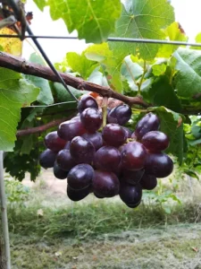 Nông trại Hồ Vàng