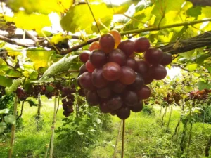 Nông trại Hồ Vàng