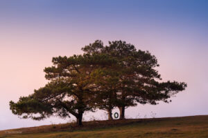 Ba cây thông hồ Suối Vàng
