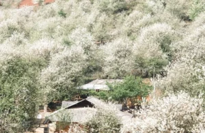 Đồi Táo Mèo Nậm Nghiệp