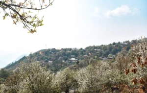 Đồi Táo Mèo Nậm Nghiệp