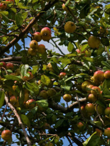 Táo mèo Nậm Nghiệp