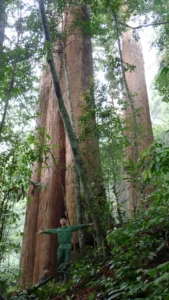 Cây Samu nghìn năm