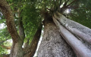 Cây Samu nghìn năm