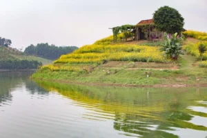 Đảo Hoa Family