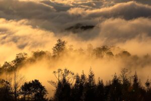 Ngải Thầu Thượng