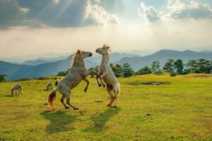 Đồi Ngựa Trắng