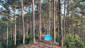 Đồi Thông Hán Cuốn Dùa