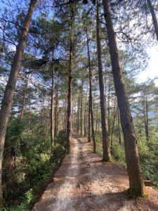 Đồi Thông Hán Cuốn Dùa