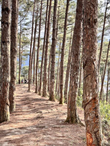 Đồi Thông Hán Cuốn Dùa