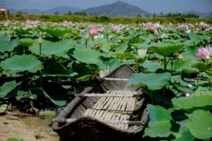 Hồ Sen Nhơn Hội