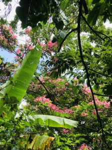 Khu sinh thái Muồng Hoa Đào