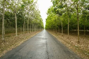 Cung đạp xe Củ Chi