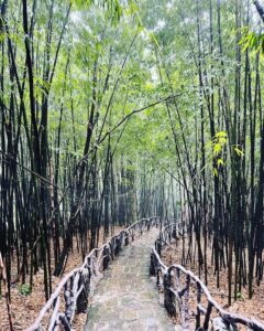 Vườn Quốc gia Tam Đảo