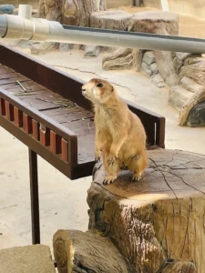 ZooDoo Phan Rang