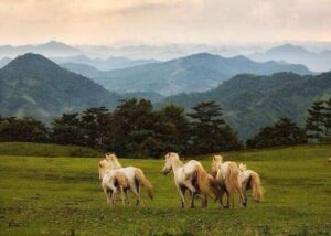 Đồi Ngựa Trắng