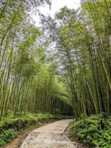 rừng trúc Pù Lầu