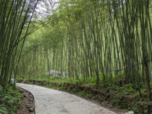 rừng trúc Pù Lầu