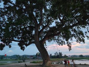 Cây cổ thụ Ngọc Mỹ