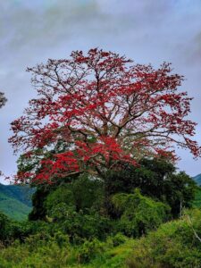 Cây hoa gạo cổ thụ Quảng Nam