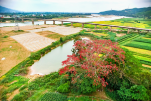 Cây hoa gạo cổ thụ Quảng Nam