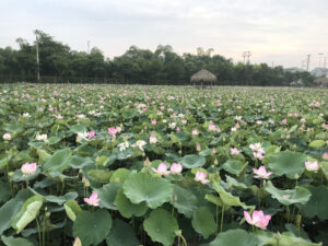 Đầm Sen Vòng Xuyến Ninh Bình
