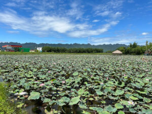 Đầm Sen Vòng Xuyến Ninh Bình