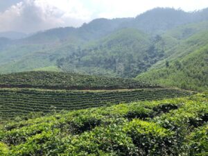 Đồi chè Đông Giang