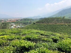 Đồi chè Đông Giang