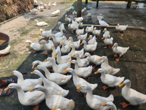 The Duck Stop