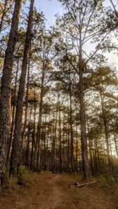 Hồ Tiên Lâm Đồng