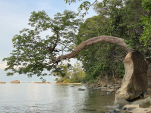Mũi Trâu Nằm