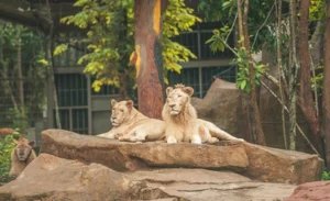 Vinpearl Safari Phú Quốc