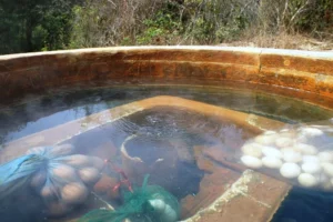 Suối nước nóng Bưng Thị