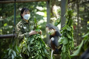 Trung Tâm Cứu Hộ Linh Trưởng Cúc Phương