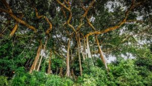 Bán đảo Sơn Trà