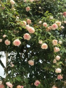 Vườn hồng cổ Sa Pa