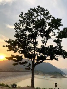 Cây Cô Đơn Tuyên Quang