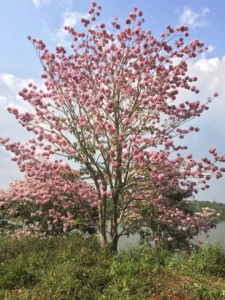 Quảng Trường 28 Tháng 3