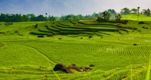 Khu Bảo Tồn Thiên Nhiên Pù Luông