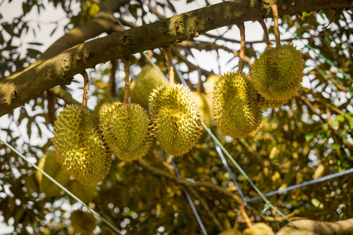 notable-fruits-in-vietnam-2.jpg