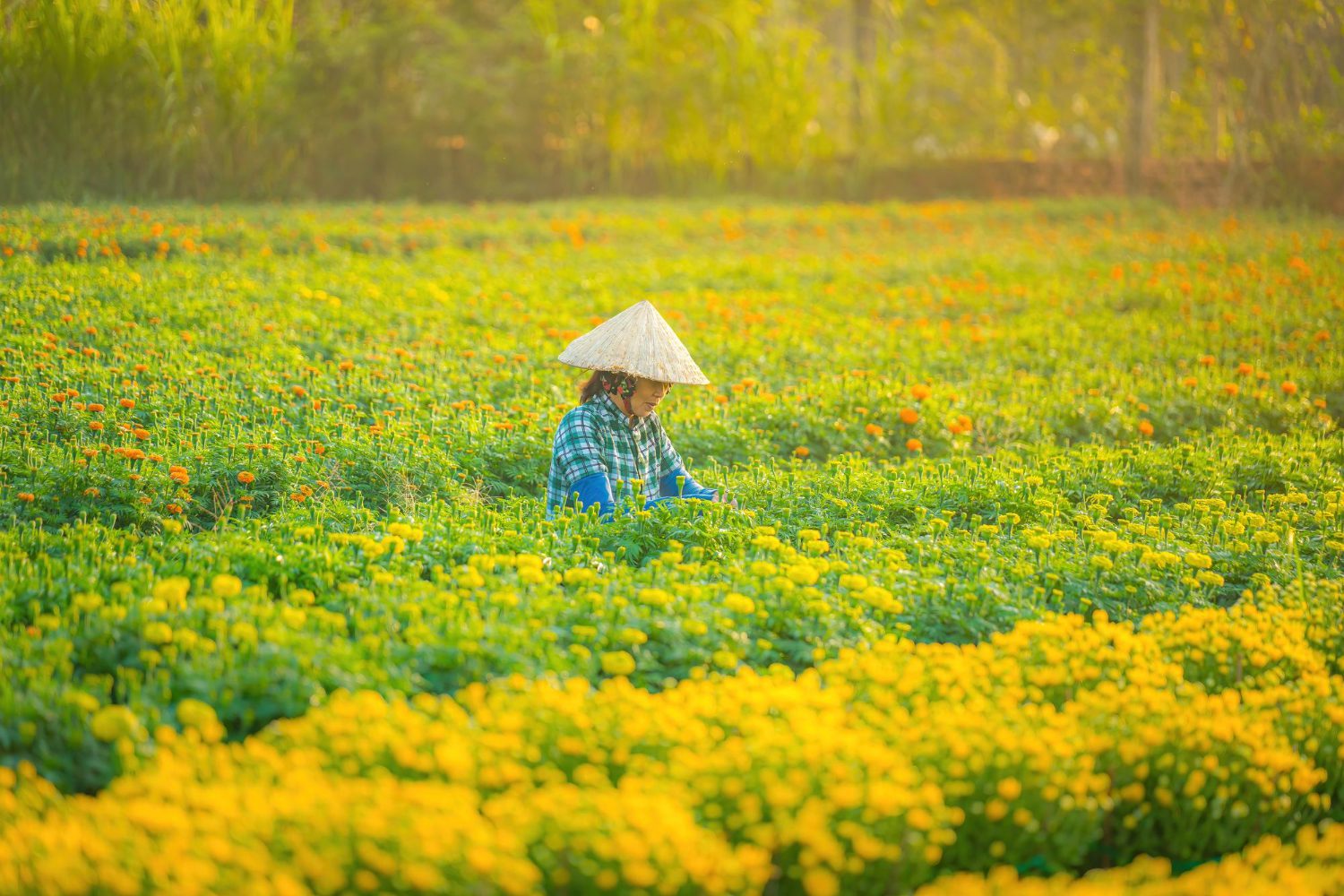 vietnam-seasons-1.jpg