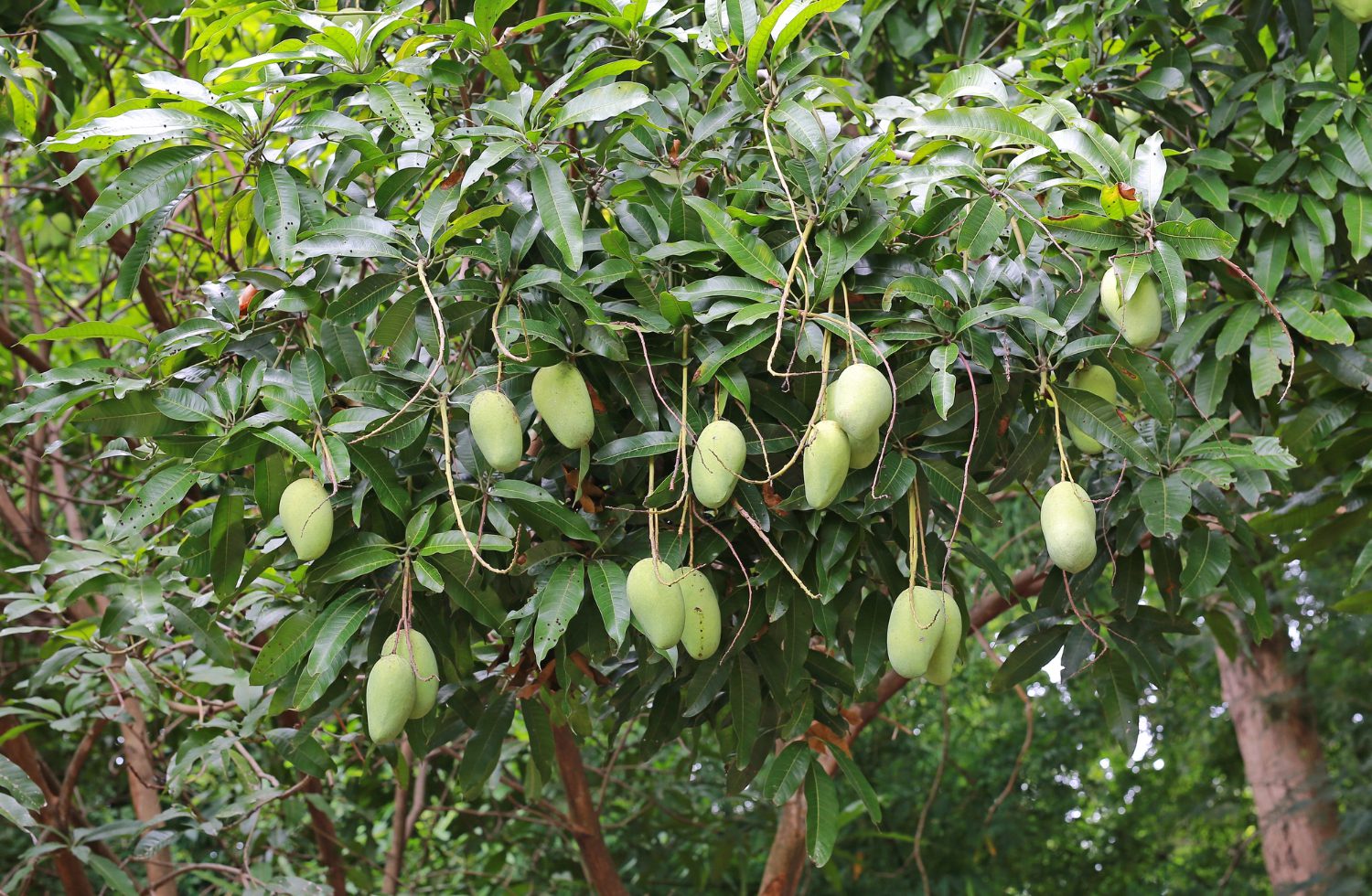 Vietnamese fruit traditions_2