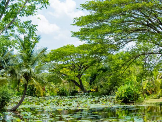 tropical forest biodiversity loss_thumb