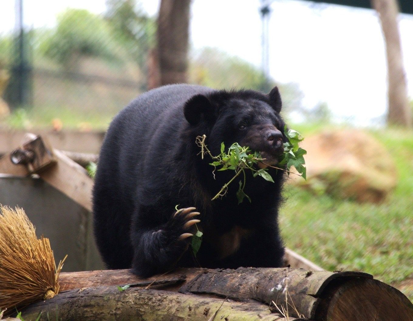 bear rescue center Vietnam_1-min