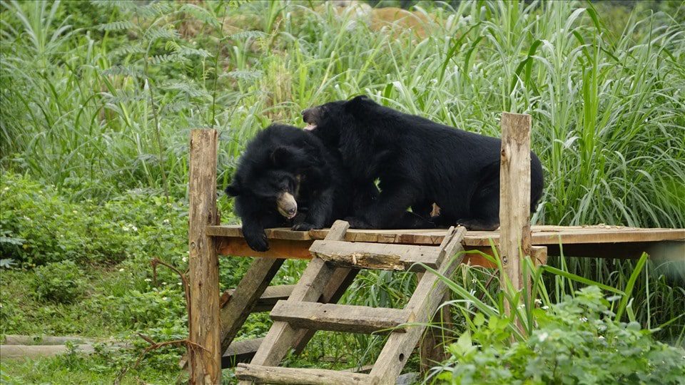 bear rescue center Vietnam_3-min