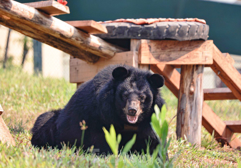 bear rescue center Vietnam_4-min