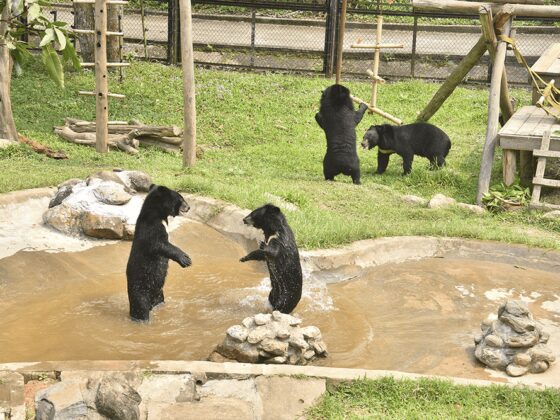bear rescue center Vietnam_thumb-min