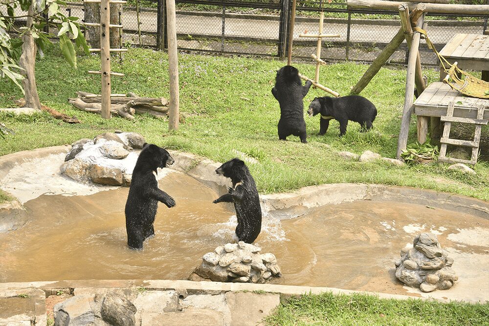bear rescue center Vietnam_thumb-min